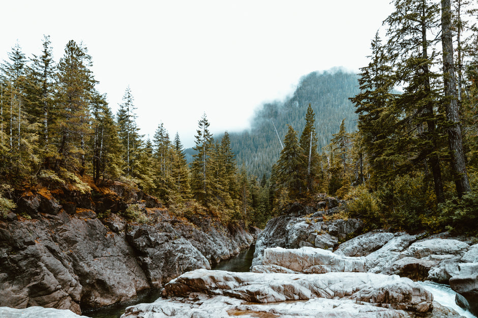 Beautiful forest in Scandinavia